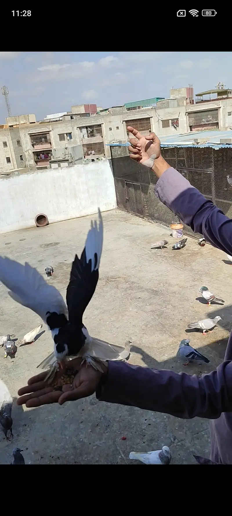 hand tame shirazy male — photo 8