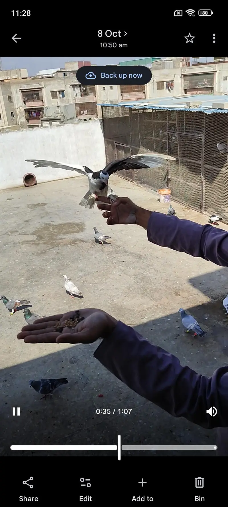 hand tame shirazy male — photo 9