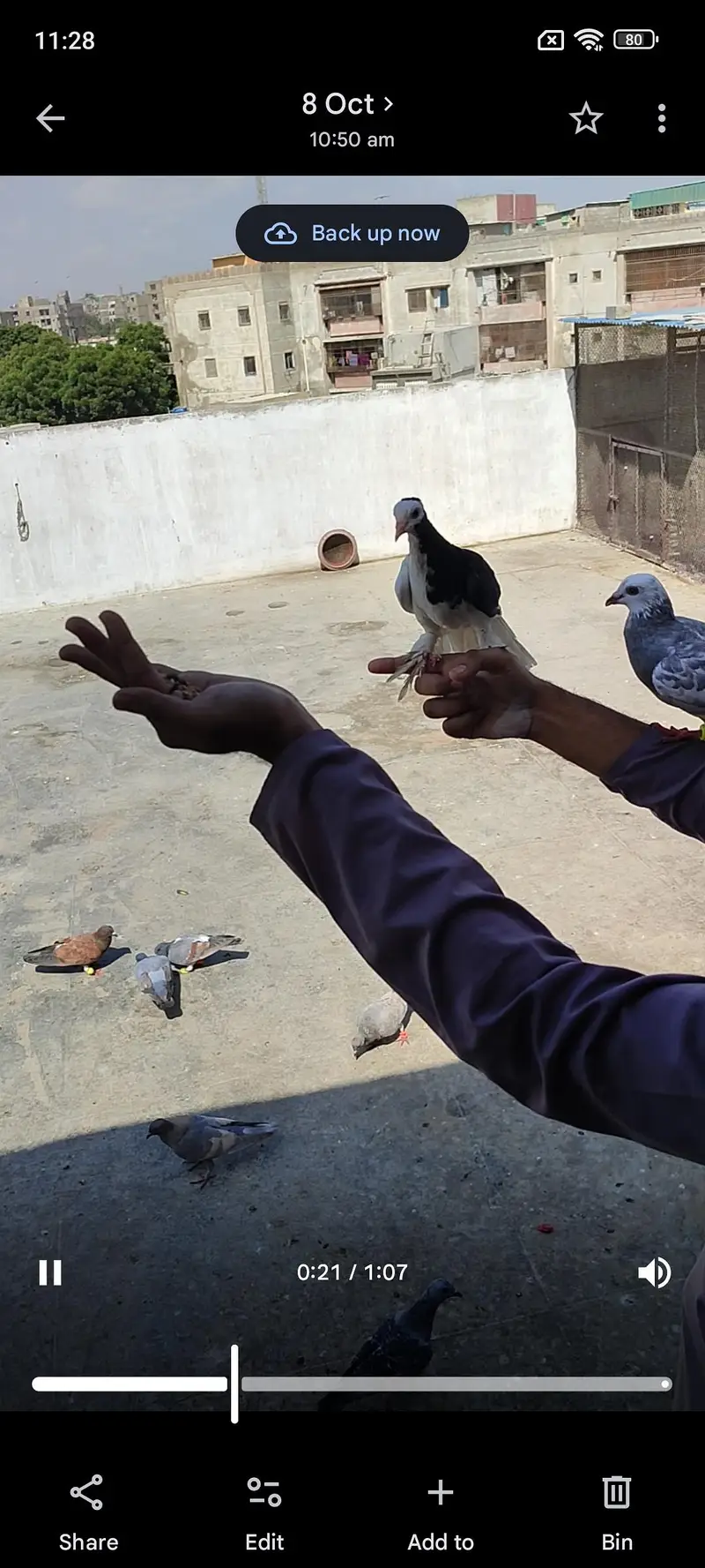 hand tame shirazy male — photo 10