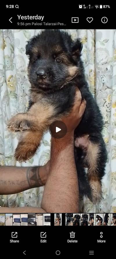 German shepherd puppy male puppy