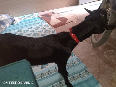 tady bakra for sale color black