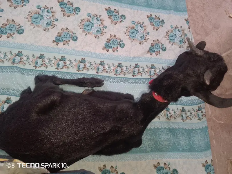 tady bakra for sale color black — photo 2