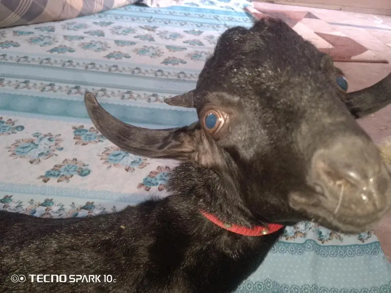 tady bakra for sale color black — photo 3