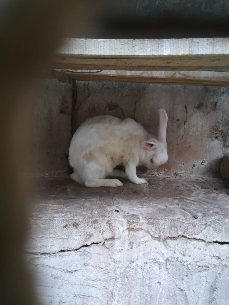 ٹیم خرگوش فرینڈلی اچھی بریڈنگ کرنے والے ہیں 4