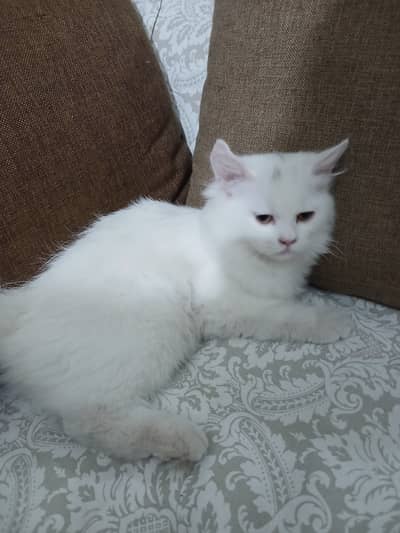 Persian Kitten Full Vaccinated - Book Avaialble