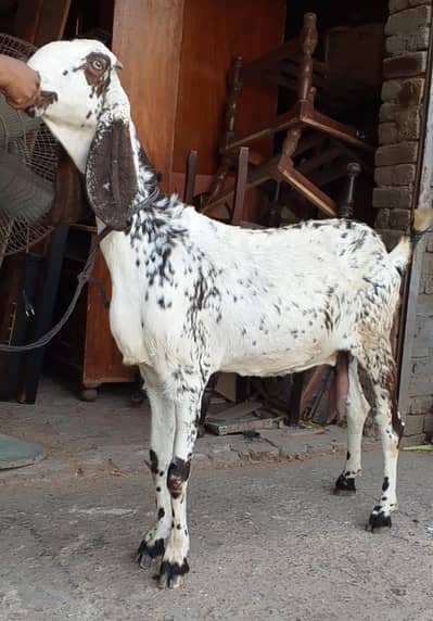 Makhi Cheeni Bakri