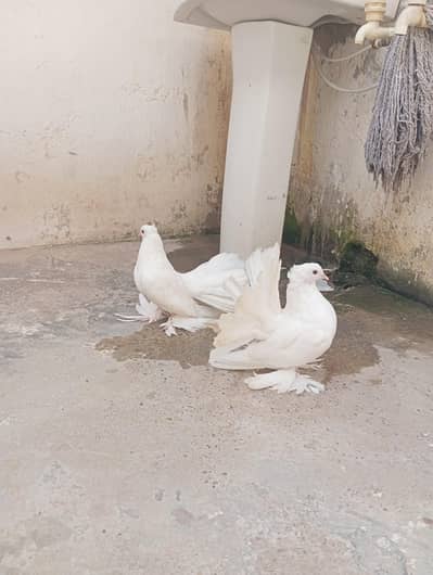 lacky pair available