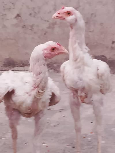 heera Pakistani aseel