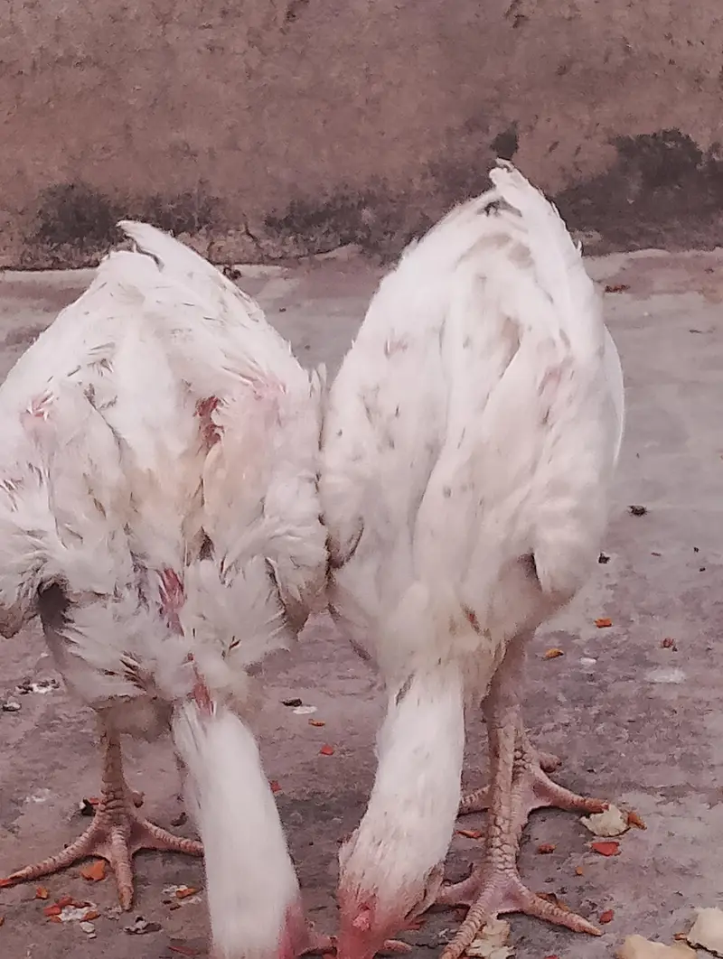 heera Pakistani aseel — photo 2
