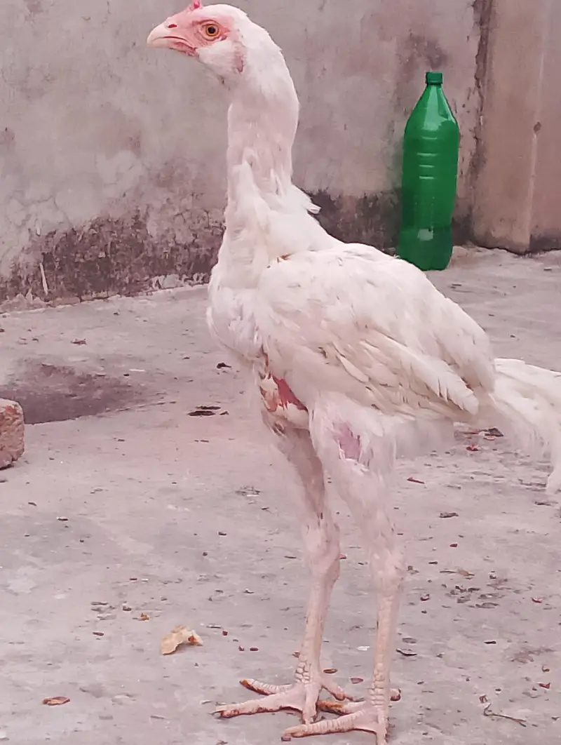 heera Pakistani aseel — photo 3