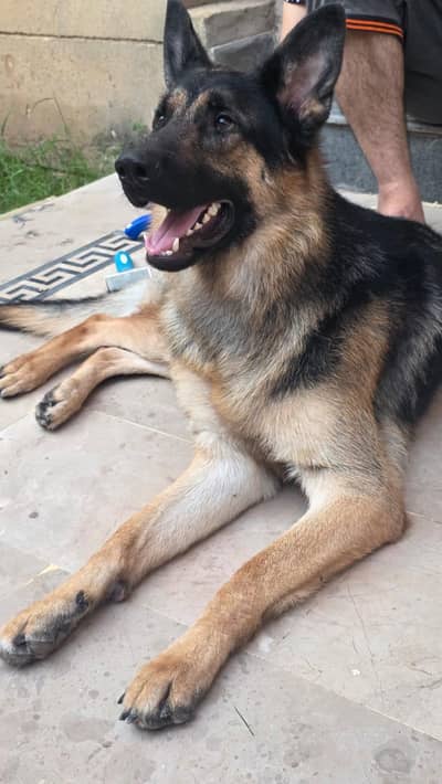 PURE GERMAN SHEPHERD- WORKING LINEAGE