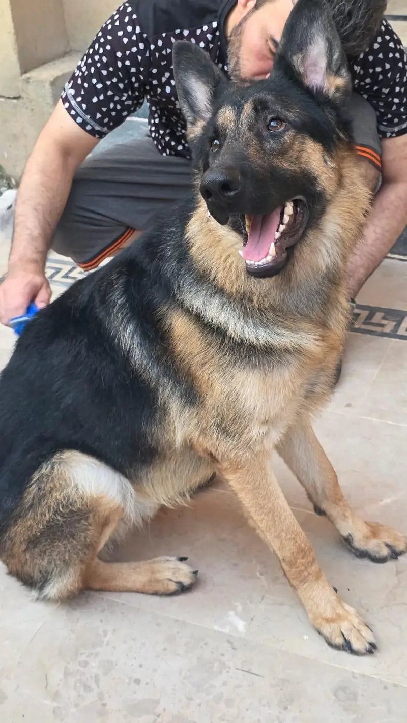PURE GERMAN SHEPHERD- WORKING LINEAGE — photo 2