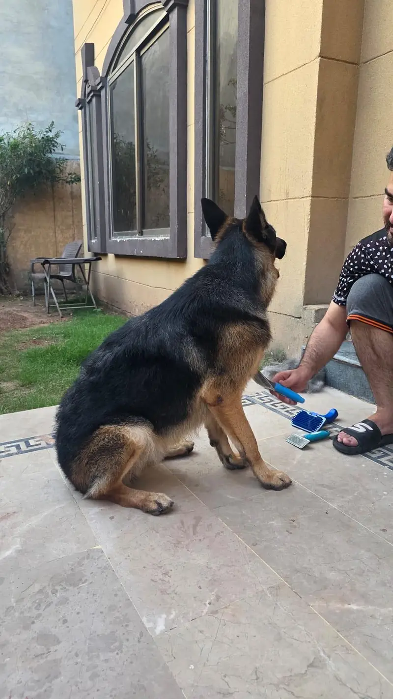 PURE GERMAN SHEPHERD- WORKING LINEAGE — photo 3
