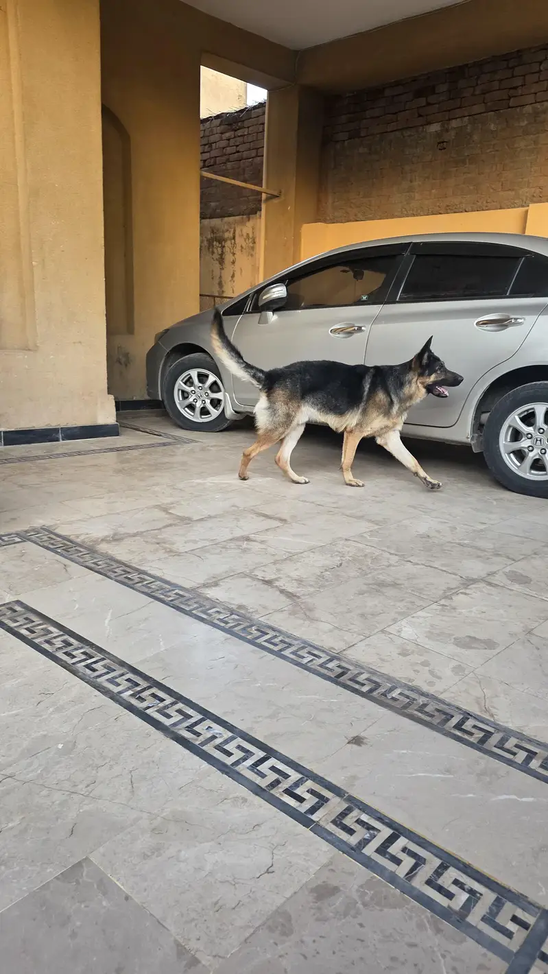 PURE GERMAN SHEPHERD- WORKING LINEAGE — photo 4