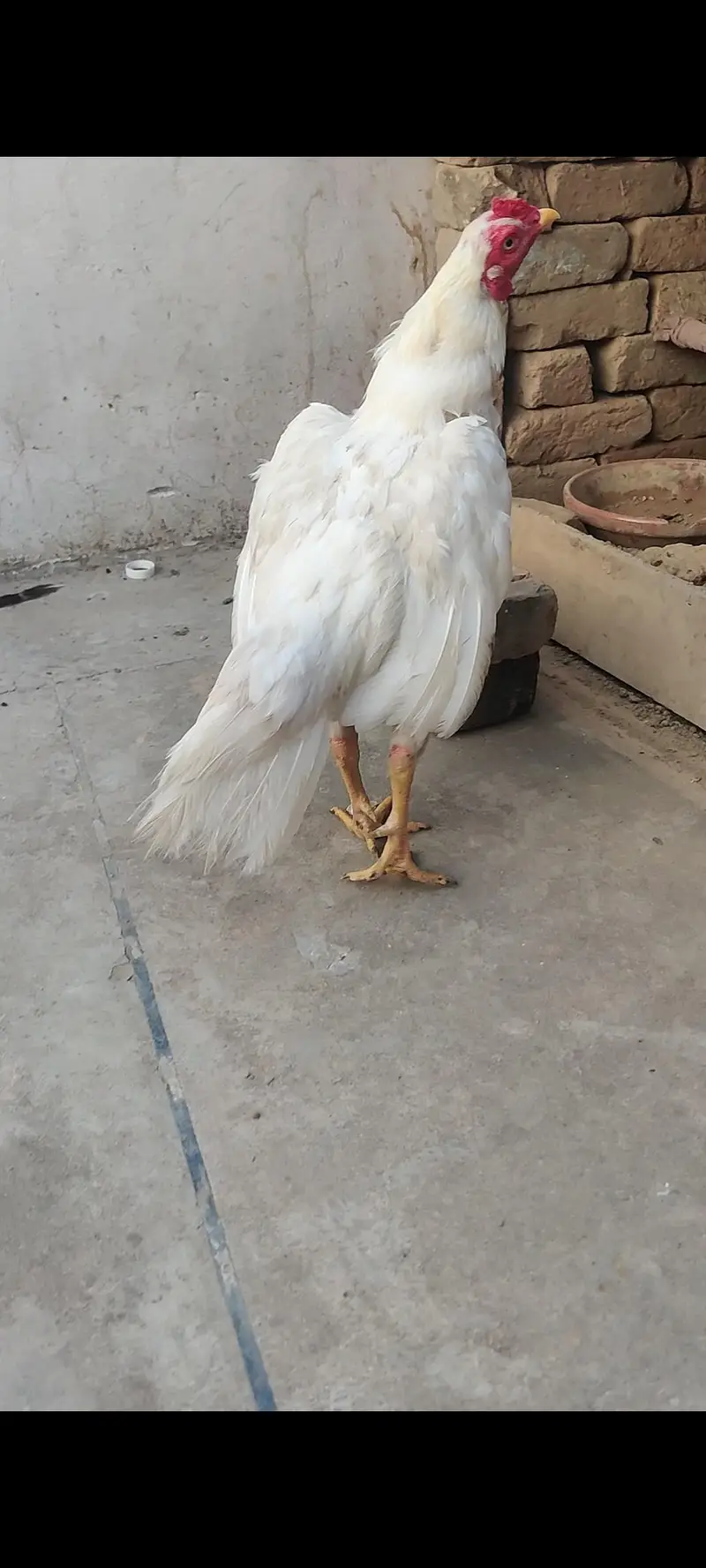 Heera ptha for sale h or exchange b hojay ga desi egg laying hens k st — photo 2