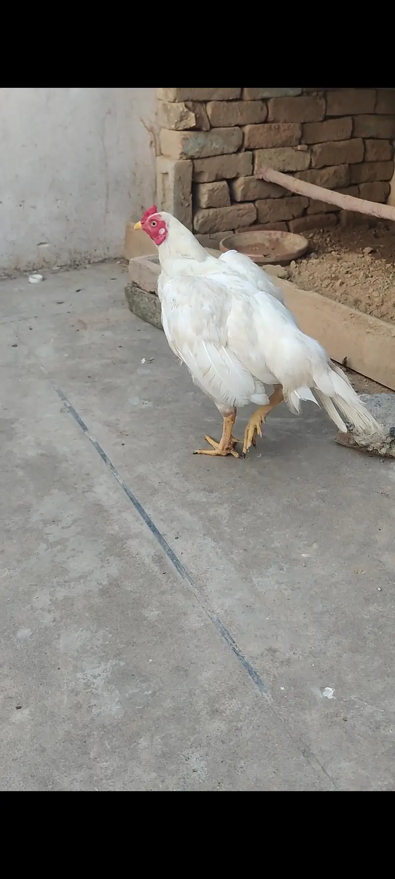 Heera ptha for sale h or exchange b hojay ga desi egg laying hens k st — photo 3