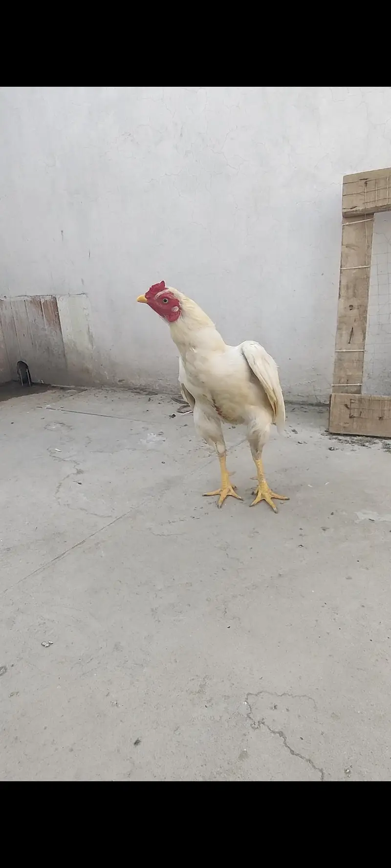 Heera ptha for sale h or exchange b hojay ga desi egg laying hens k st — photo 4