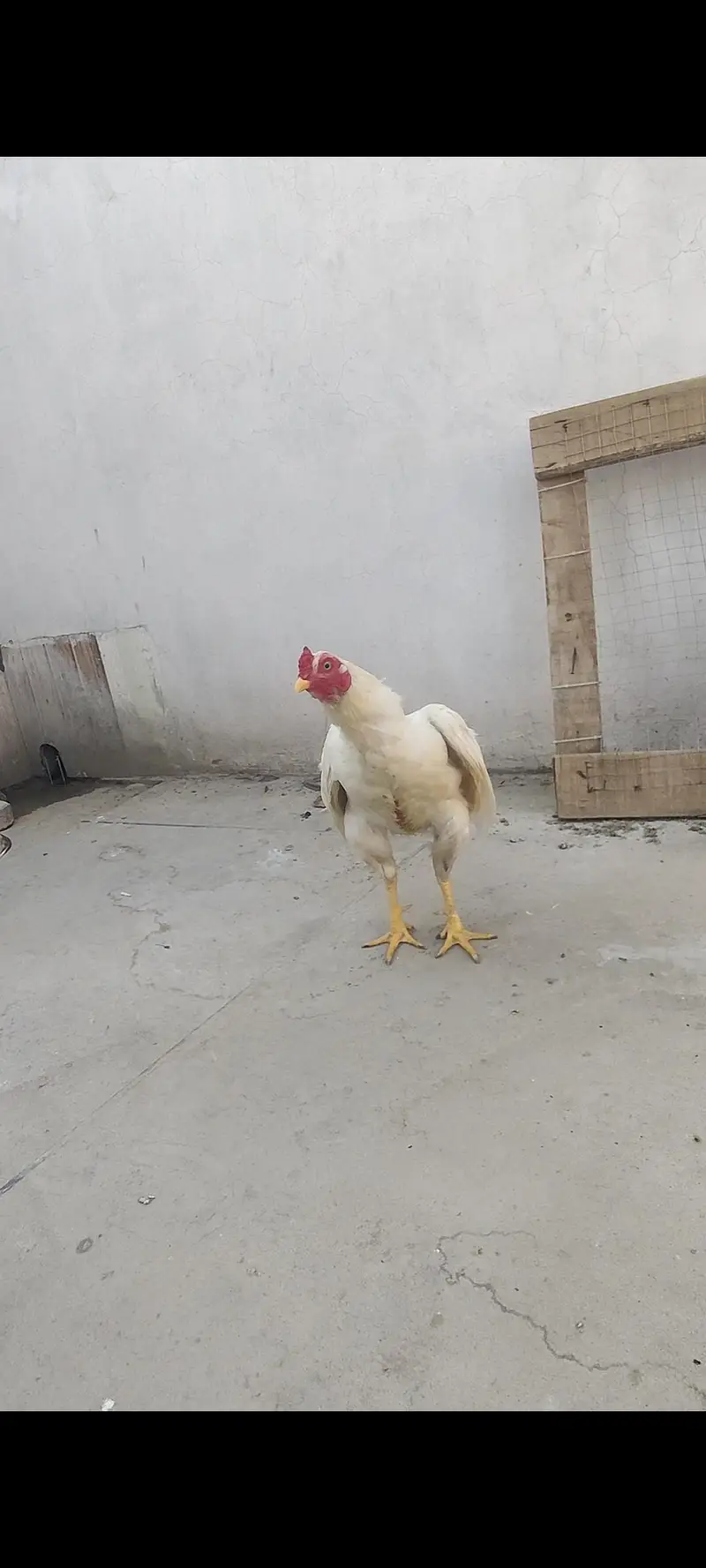 Heera ptha for sale h or exchange b hojay ga desi egg laying hens k st — photo 5