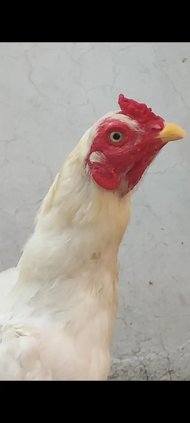 Heera ptha for sale h or exchange b hojay ga desi egg laying hens k st — photo 6