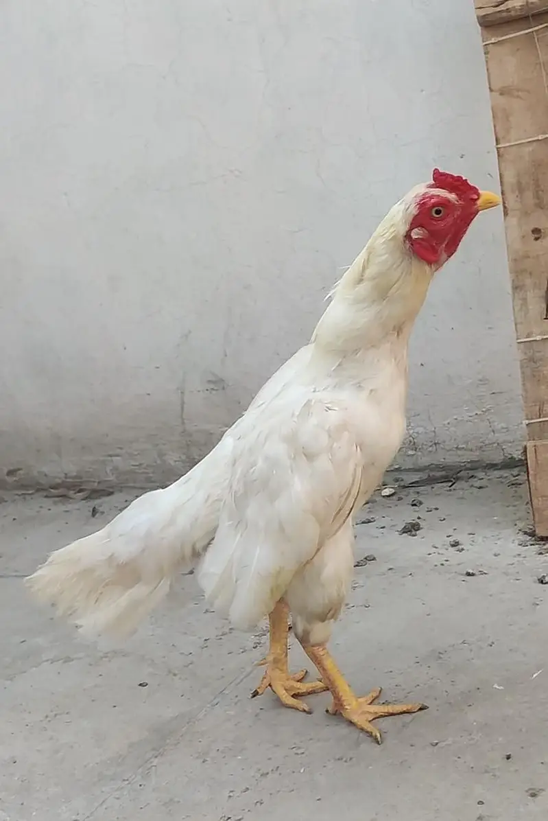 Heera ptha for sale h or exchange b hojay ga desi egg laying hens k st — photo 7