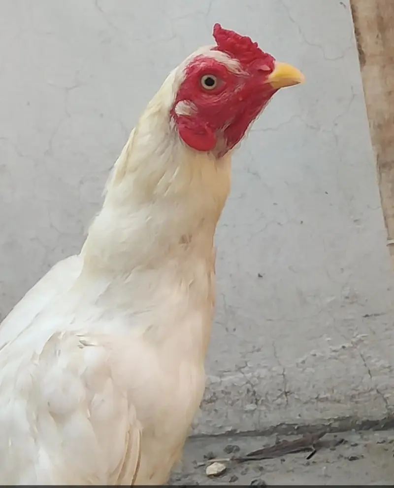 Heera ptha for sale h or exchange b hojay ga desi egg laying hens k st — photo 8