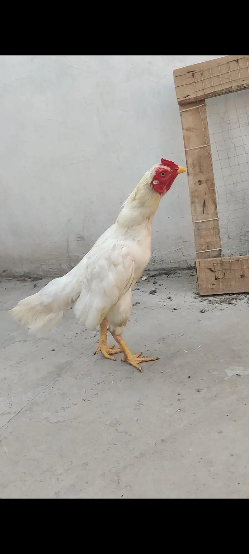 Heera ptha for sale h or exchange b hojay ga desi egg laying hens k st — photo 9