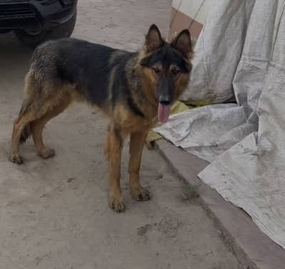 German shepherd dog beautiful male