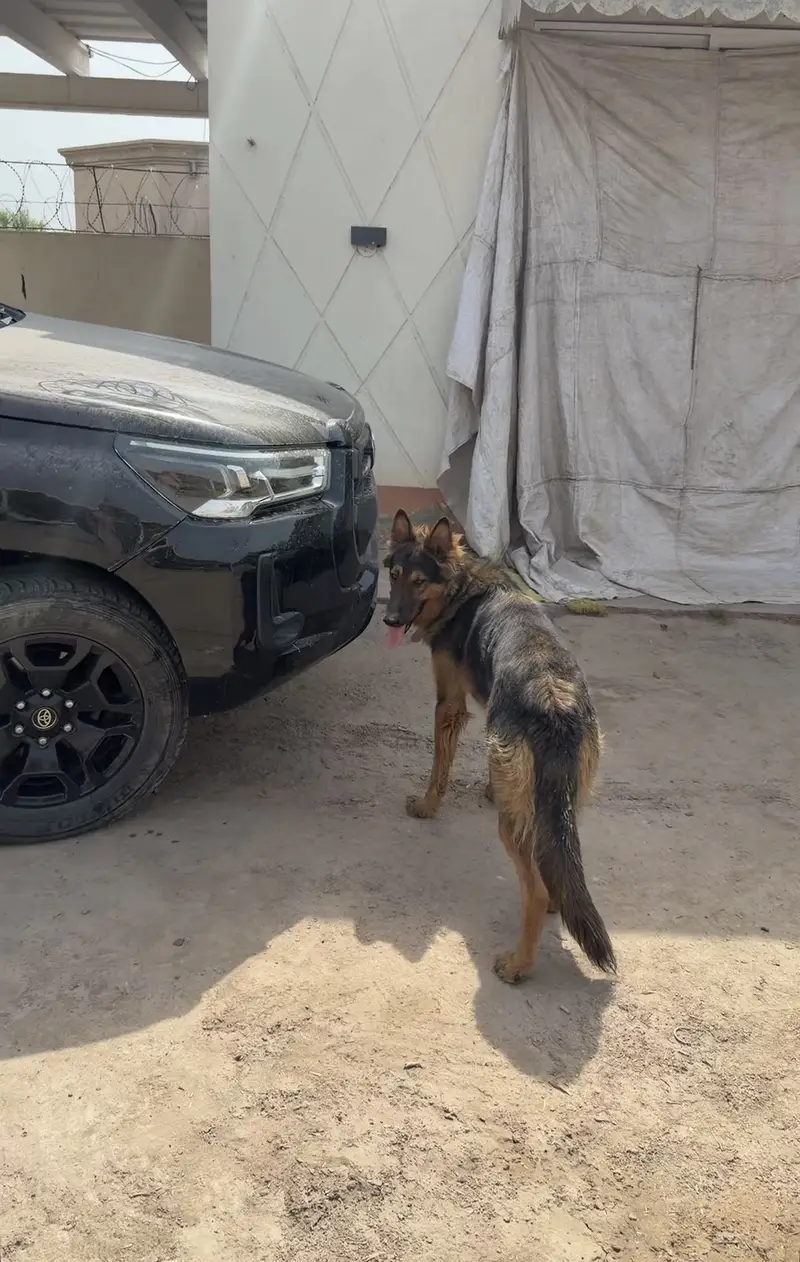 German shepherd dog beautiful male — photo 2