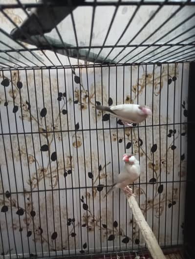 Fawn java pair breeder