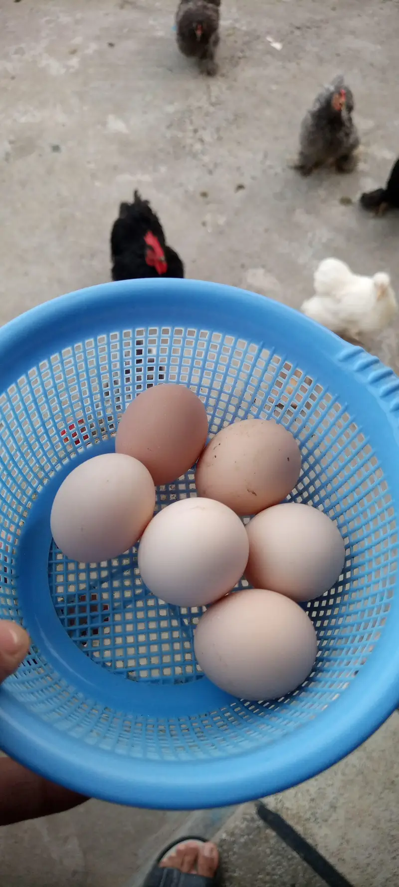 Bantam egg
