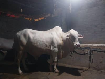 bhoora bacha
