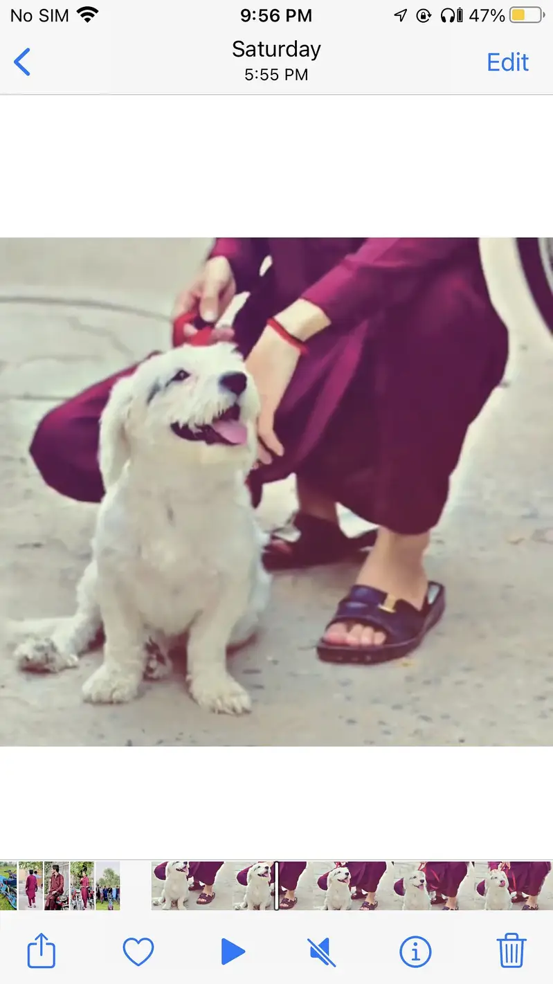 Poodle Dog — photo 2