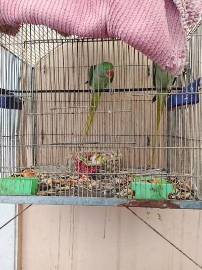 kashimi raw parrots breeding pair for sale