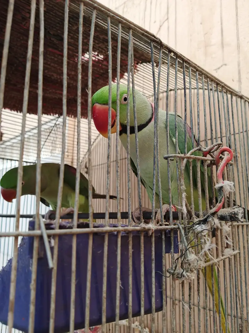 kashimi raw parrots breeding pair for sale — photo 2