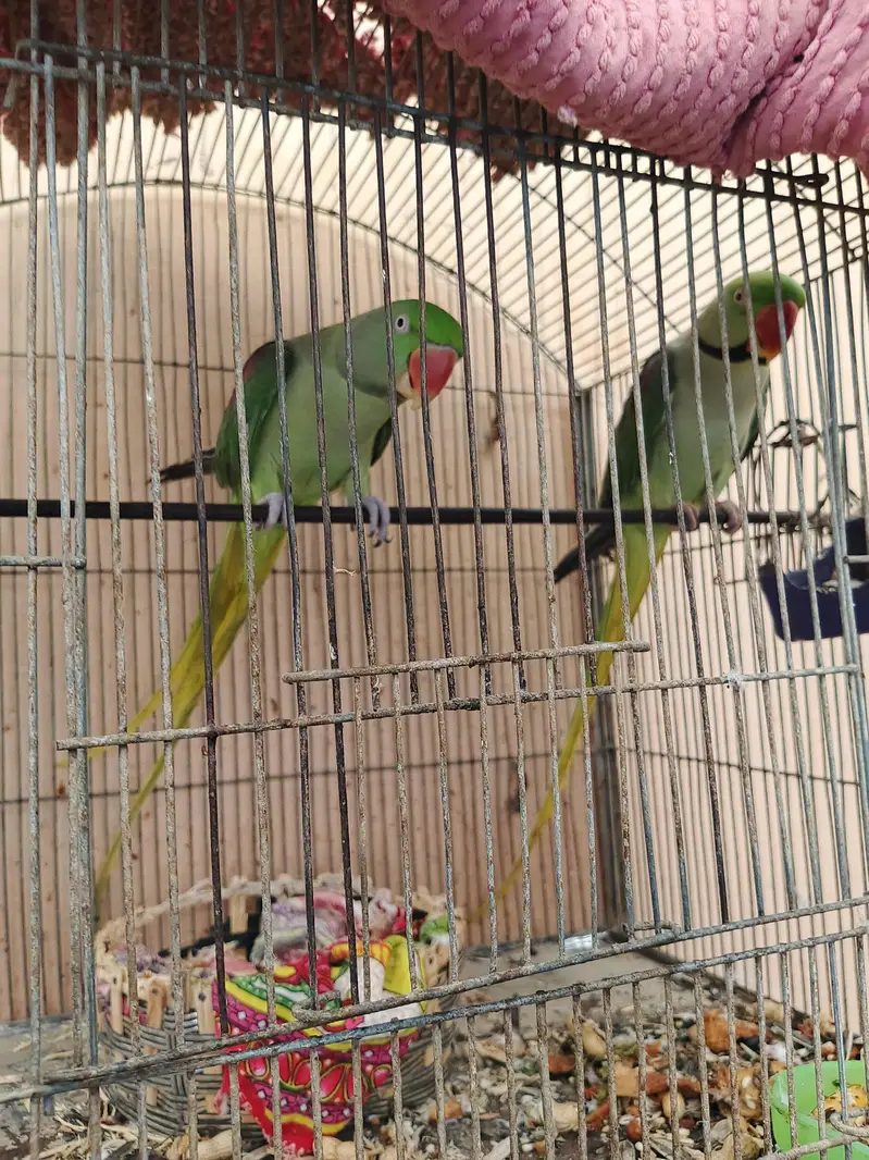kashimi raw parrots breeding pair for sale — photo 3