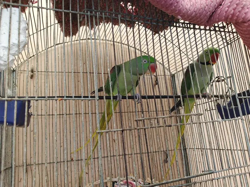 kashimi raw parrots breeding pair for sale — photo 4