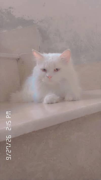 1 Year Old White Doll Face Persian Cat  | Healthy & Fluffy