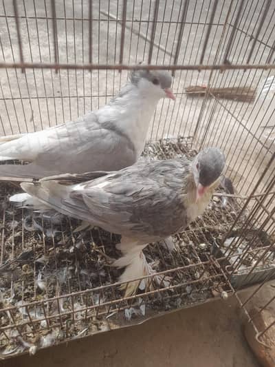 sherzai and Mukhi