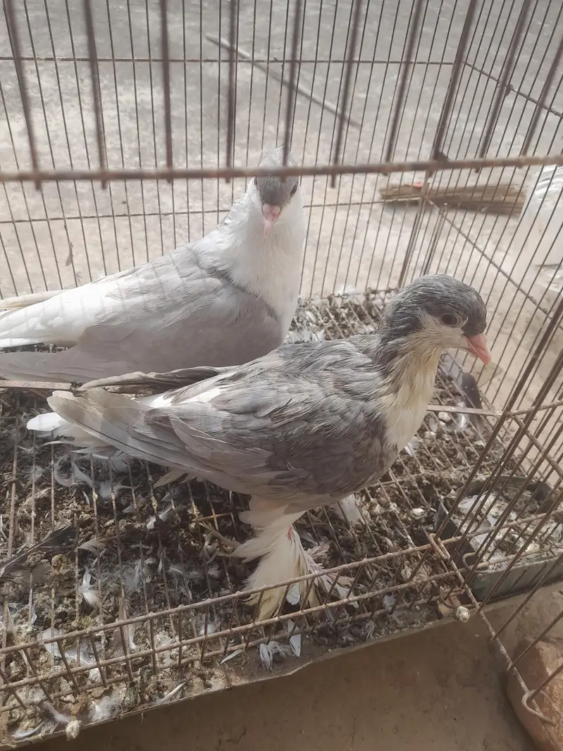 sherzai and Mukhi — photo 2