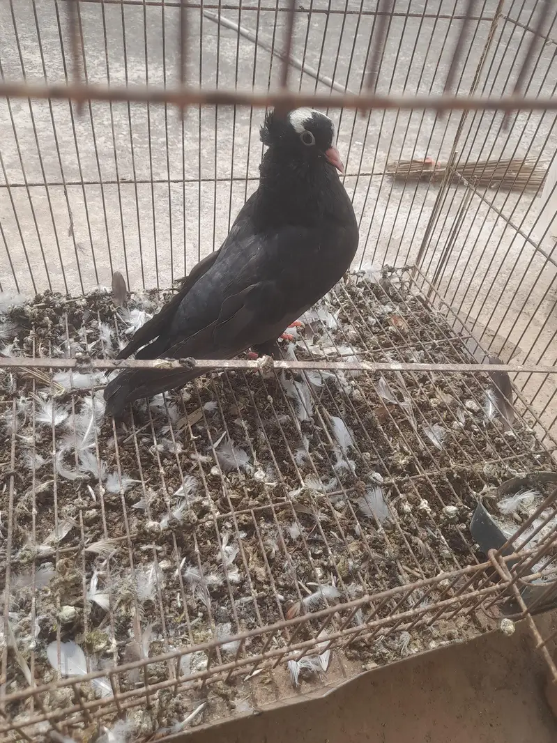 sherzai and Mukhi — photo 3