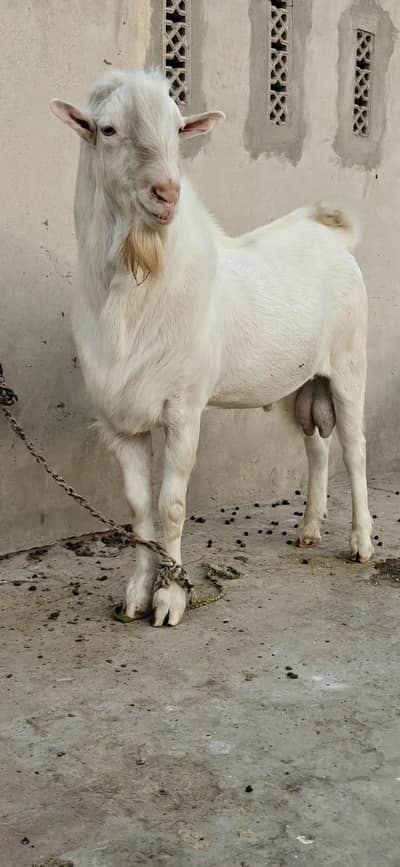 Tedda Bakra Heavy weight Healthy and active watsaap 03/00/96/37/92/8