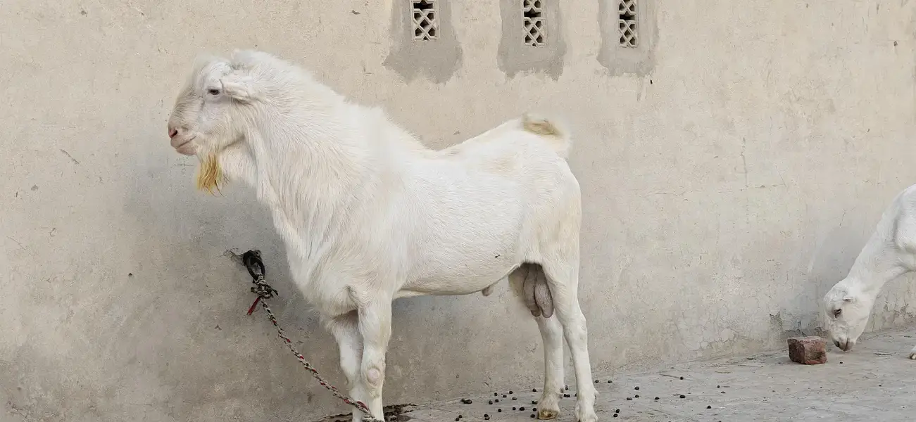 Tedda Bakra Heavy weight Healthy and active watsaap 03/00/96/37/92/8 — photo 2