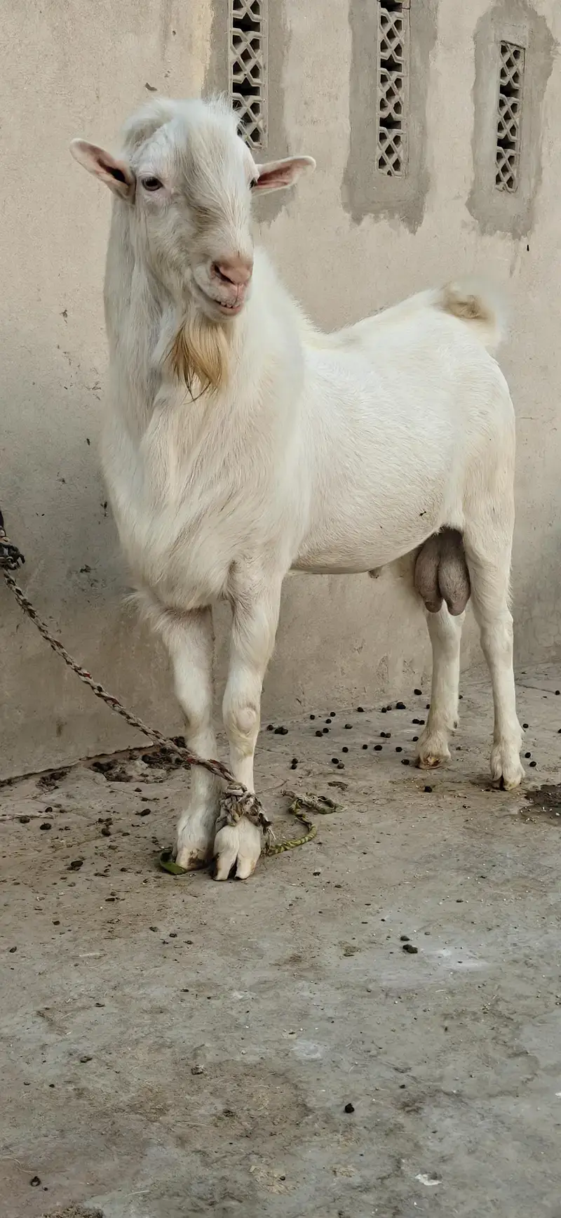 Tedda Bakra Heavy weight Healthy and active watsaap 03/00/96/37/92/8 — photo 3
