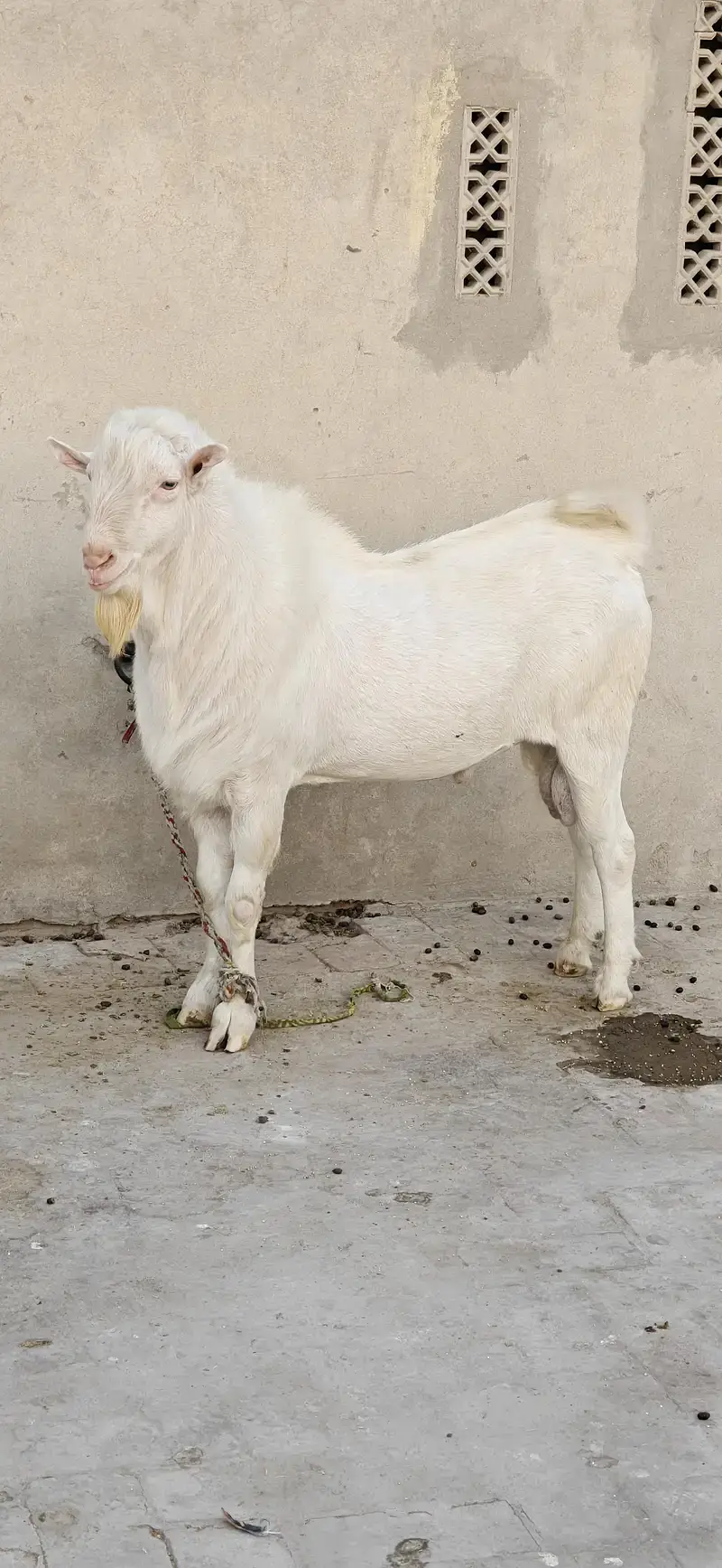 Tedda Bakra Heavy weight Healthy and active watsaap 03/00/96/37/92/8 — photo 4