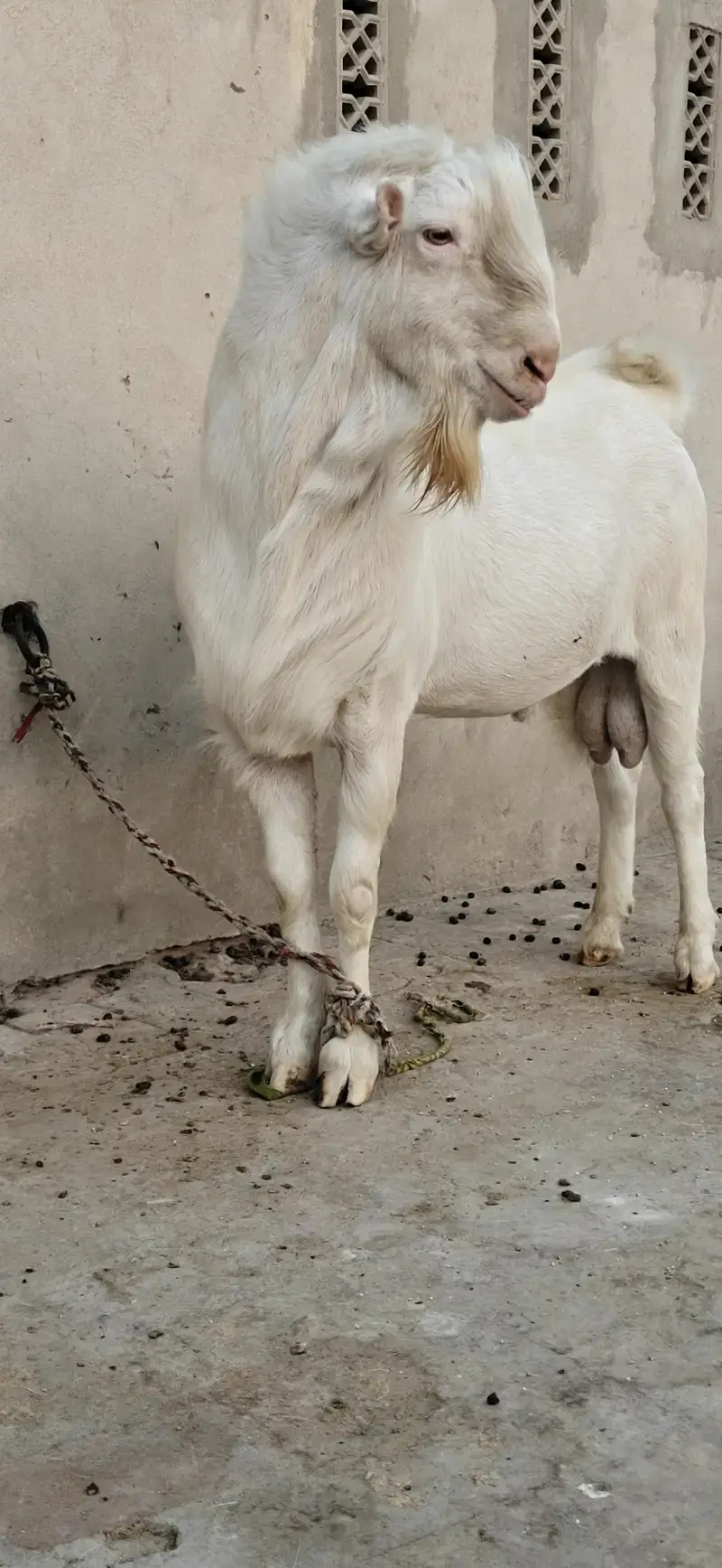 Tedda Bakra Heavy weight Healthy and active watsaap 03/00/96/37/92/8 — photo 5