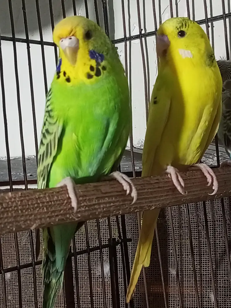 Under exi pair for sale — photo 6