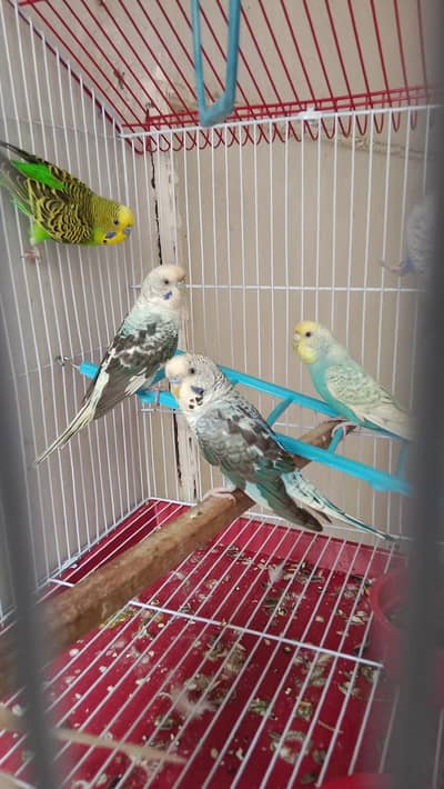 blue black wing breeder pairs available