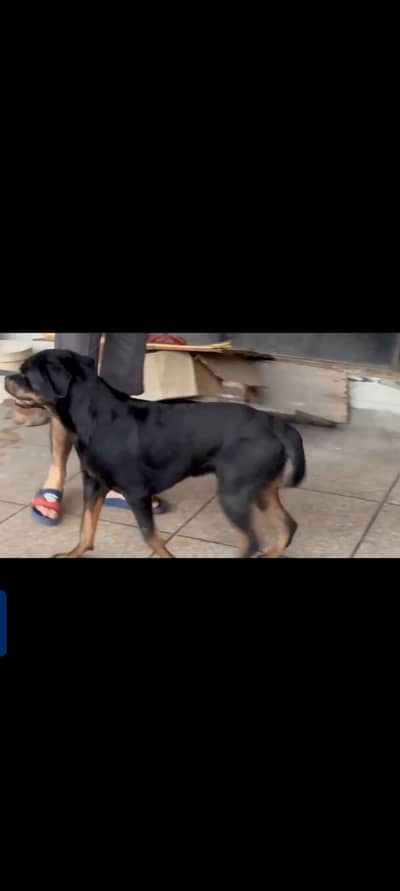 Rottweiler male