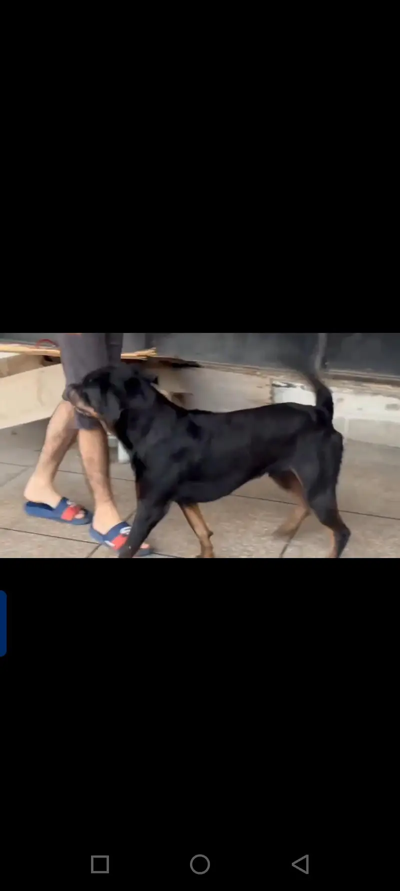 Rottweiler male — photo 2