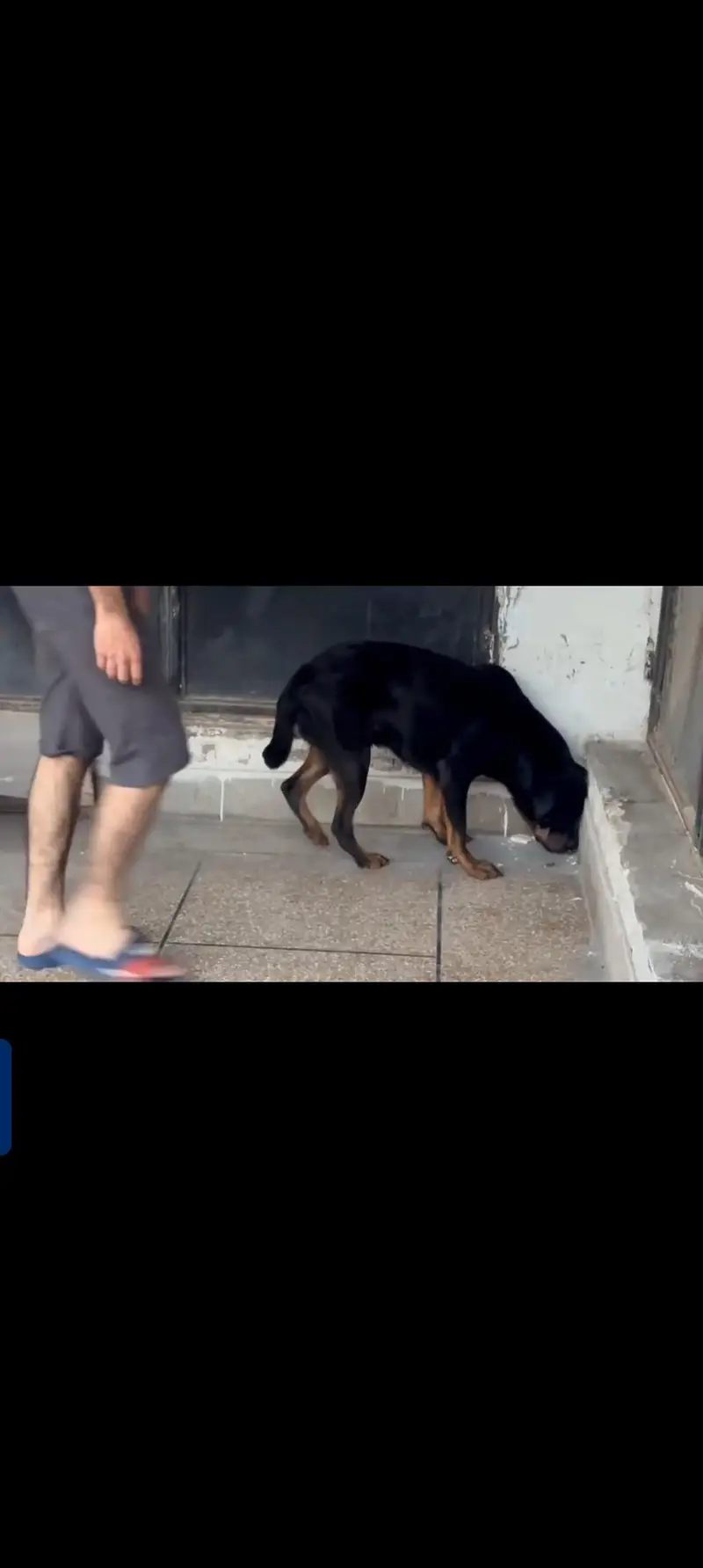 Rottweiler male — photo 3